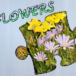 Jigsaw Puzzle: Flowers