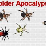 Spider Apocalypse